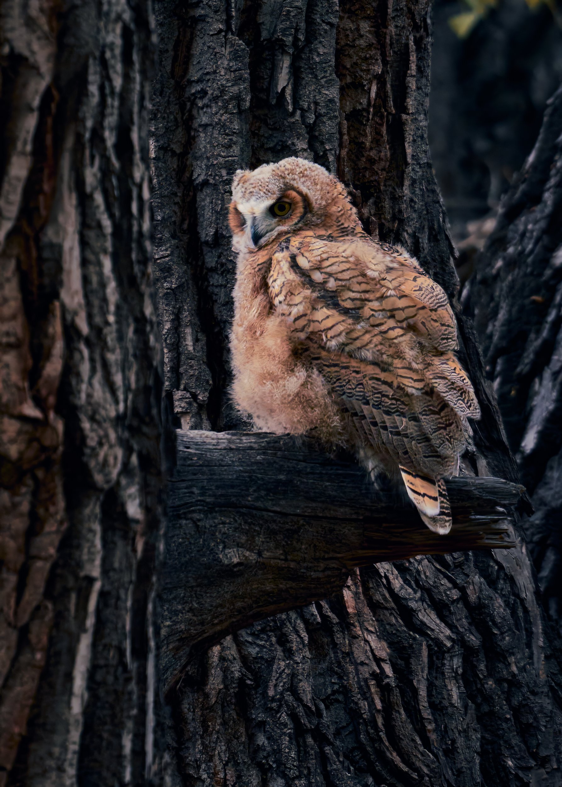 solo owl 01