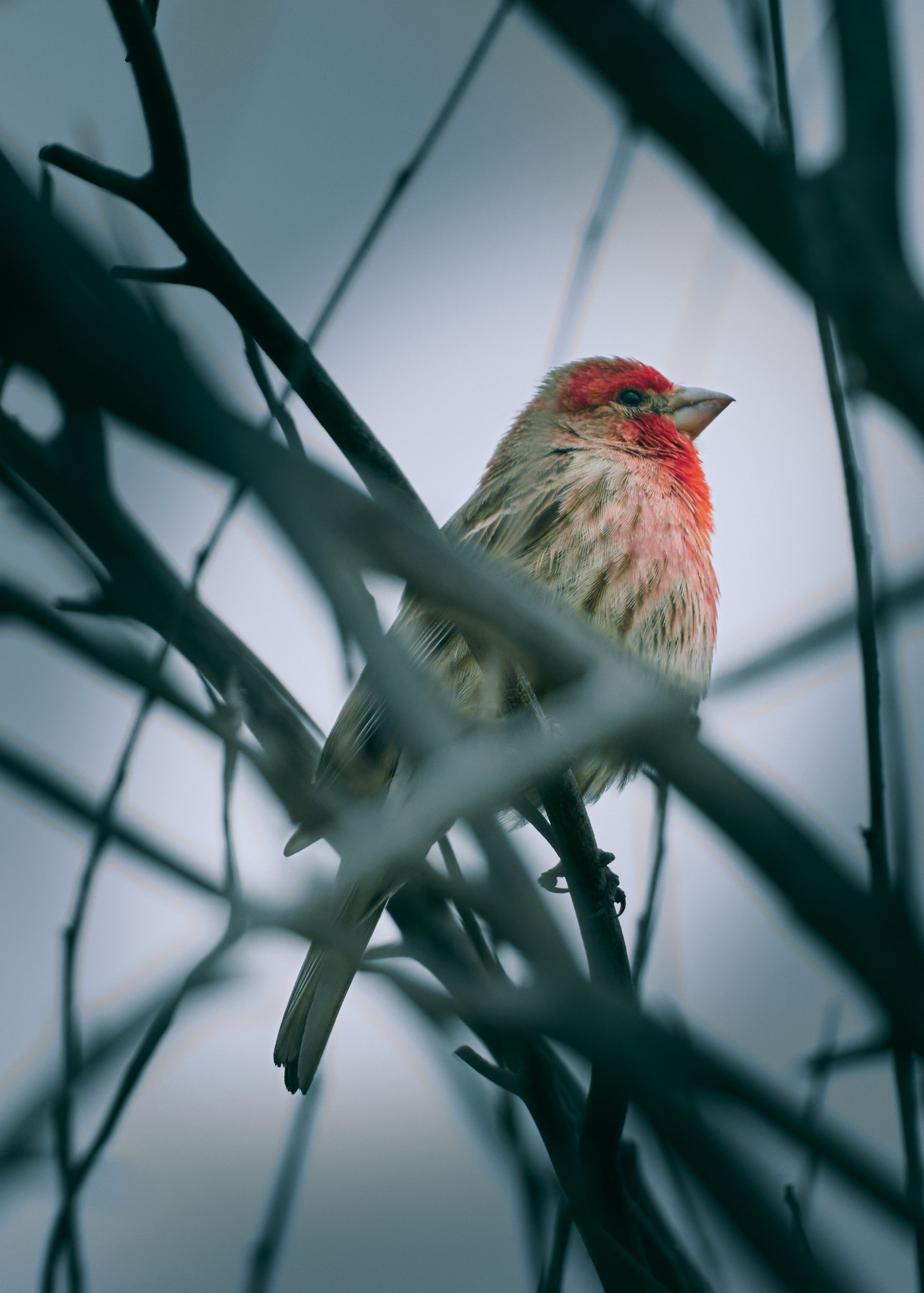 house finch 01
