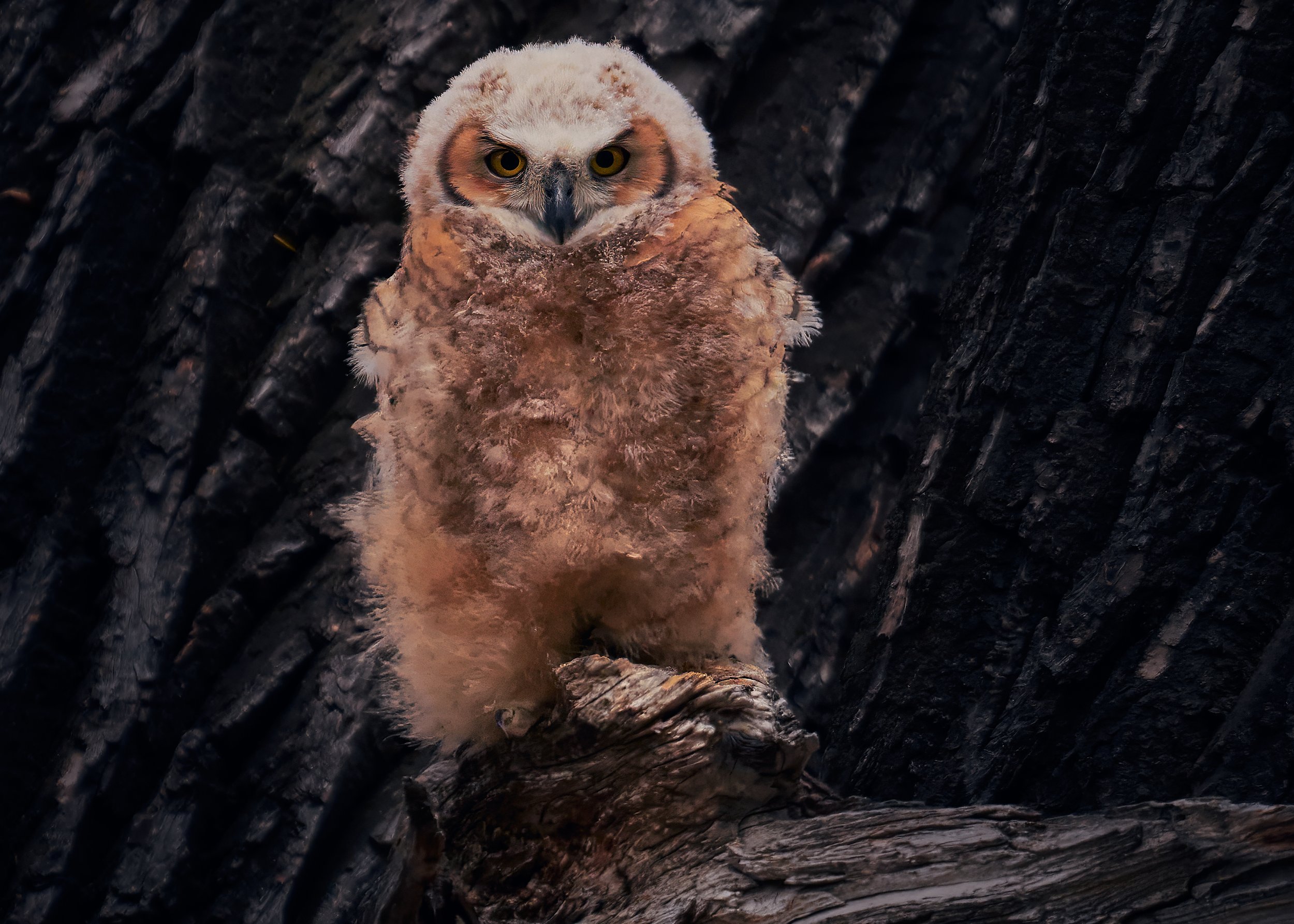 solo owl 02