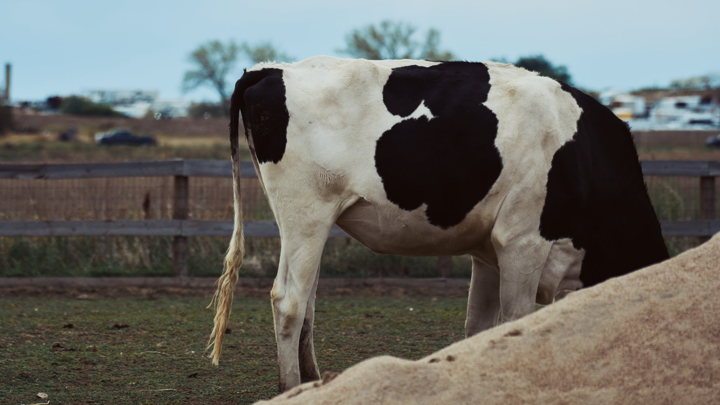 cow 01