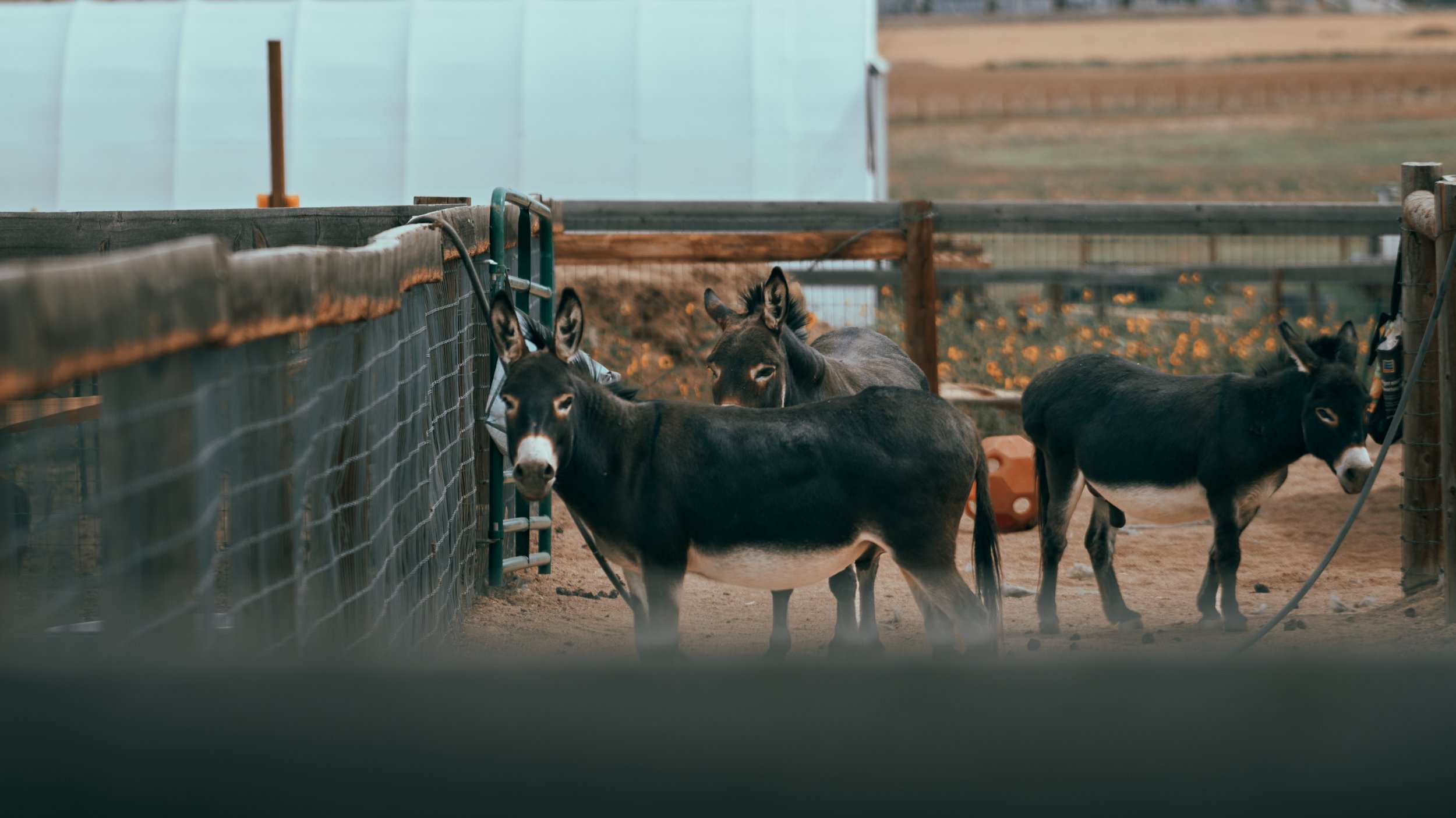 donkey group 01