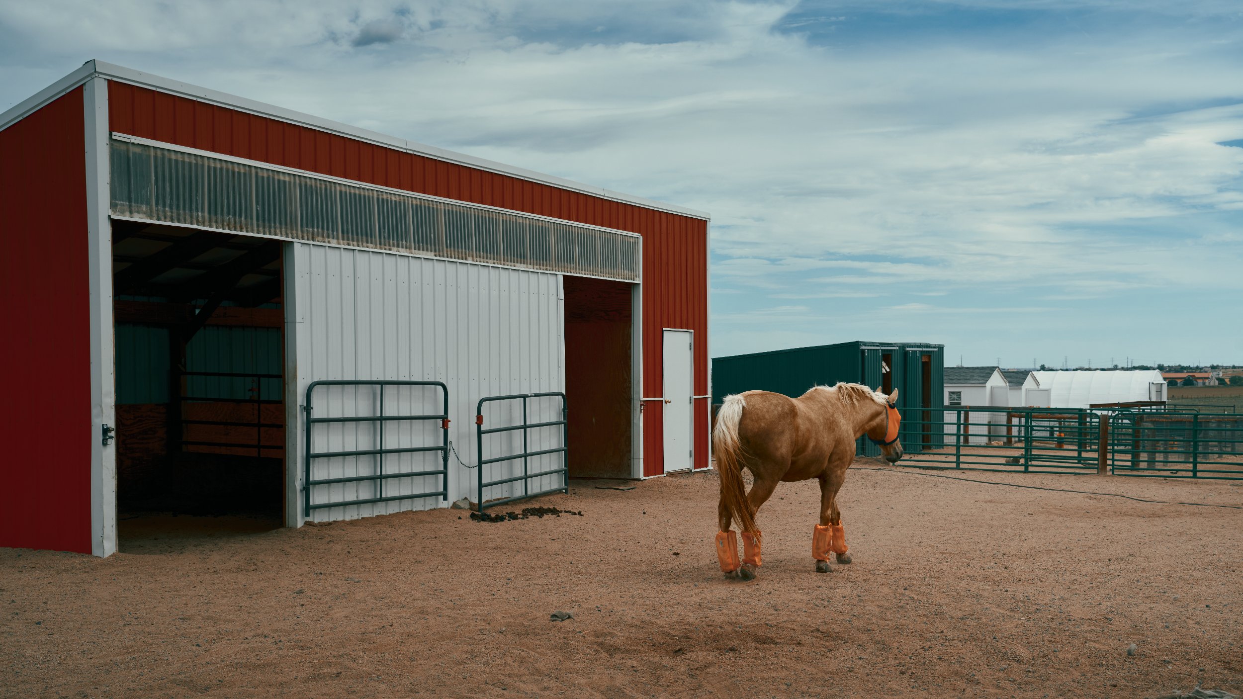 gold horse 02