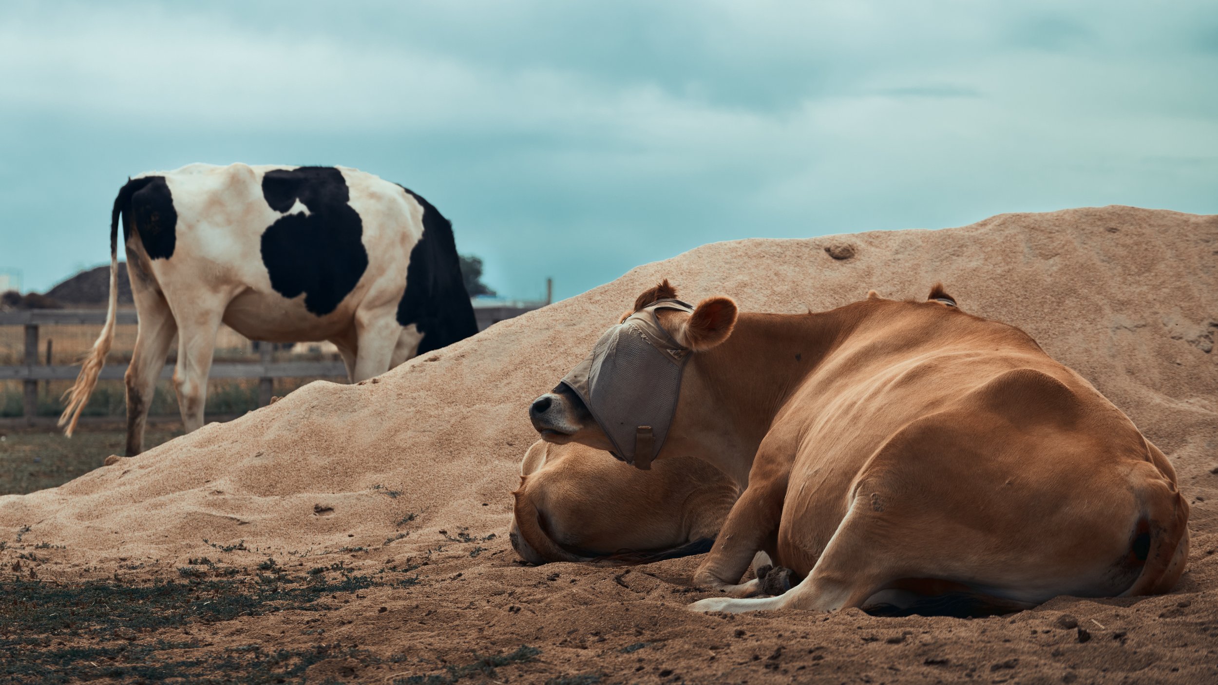 resting cows 01