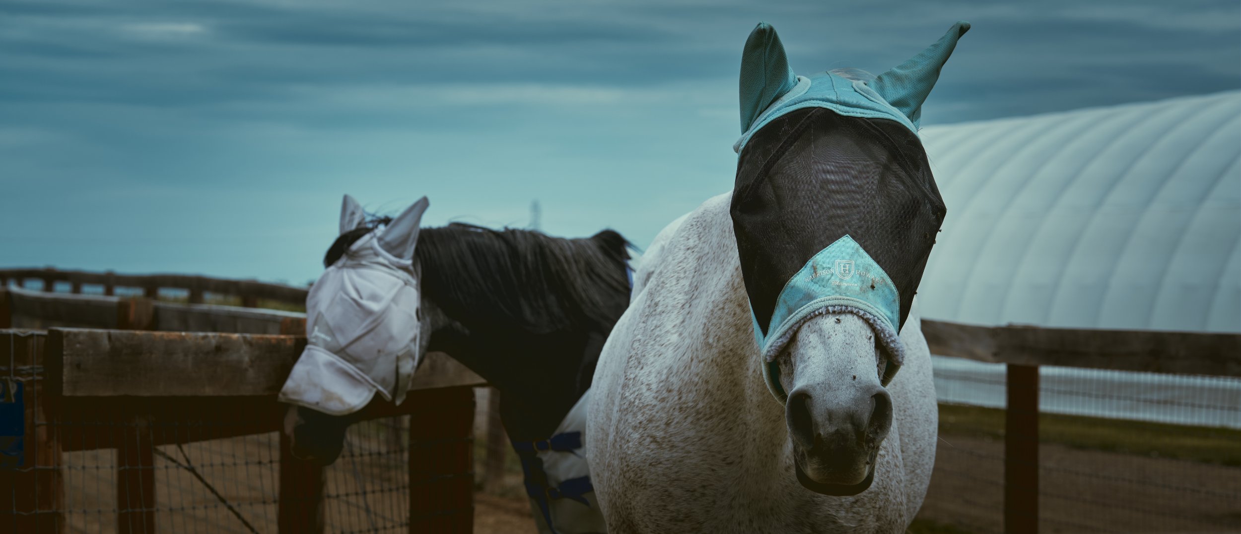 white horse 02